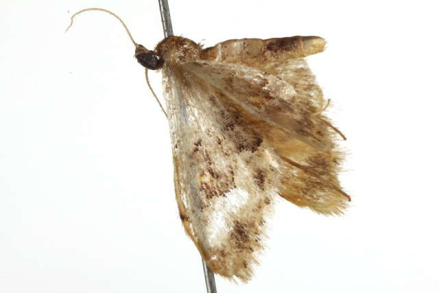 Image of Idaea occidentaria Packard 1874