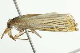 Image of Crambus multilinellus Fernald 1887