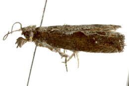 Image of Moth