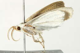 Image of Palpidia Dyar 1898