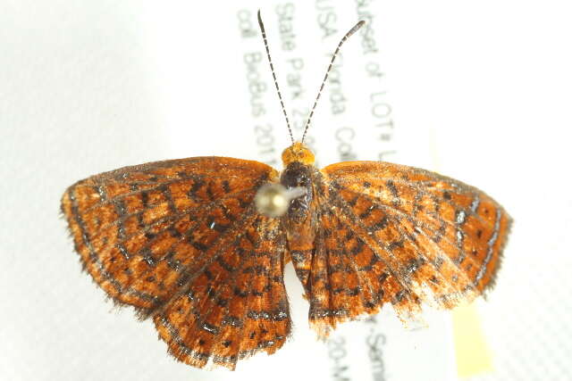 Image of Little Metalmark