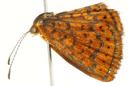 Image of Little Metalmark