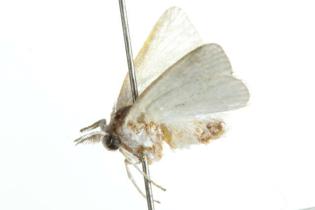 Image of <i>Alarodia slossoniae</i>