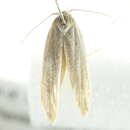 Image of <i>Calosima dianella</i>