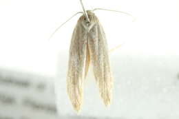 Image of <i>Calosima dianella</i>