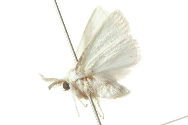 Image of <i>Alarodia slossoniae</i>