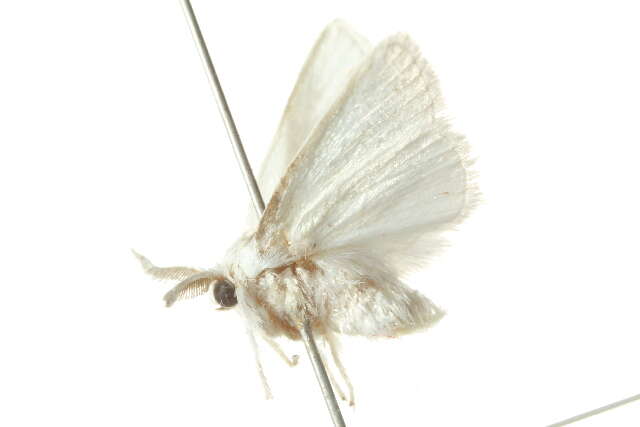 <i>Alarodia slossoniae</i> resmi