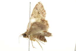 Image of Idaea pervertipennis Hulst 1900