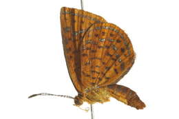 Image of Little Metalmark