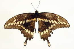 Image of Eastern Giant Swallowtail