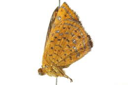 Image of Little Metalmark