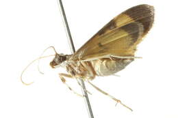 Plancia ëd Lygropia fusalis Hampson 1904