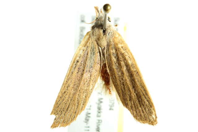 Image of Palpidia Dyar 1898