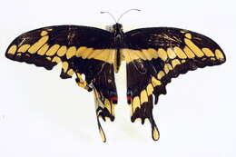 Image of Eastern Giant Swallowtail