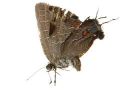 Image of <i>Satyrium liparops</i>