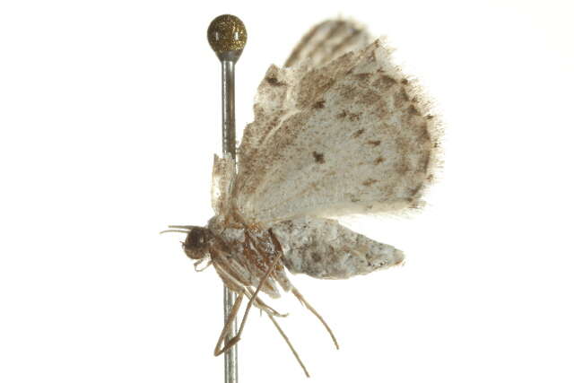 Image of <i>Idaea ostentaria</i>