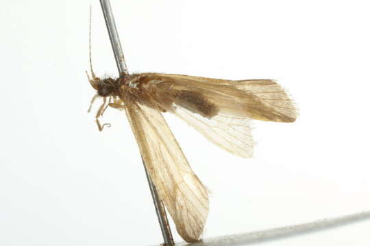 Image of Ceraclea (Ceraclea) maculata (Banks 1899)