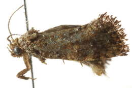 Image of Tineoidea