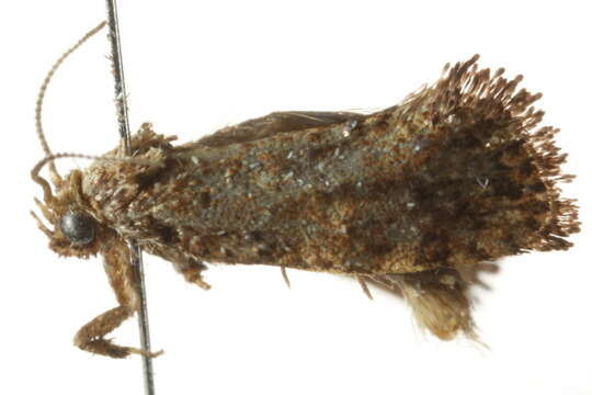 Image of Cresson's Grass-tubeworm Moth