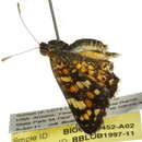 Image de <i>Phyciodes pallescens</i>