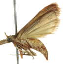 Image of <i>Macrorrhinia endonephele</i>