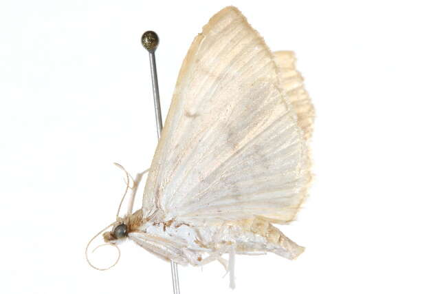 Herpetogramma theseusalis Walker 1859 resmi