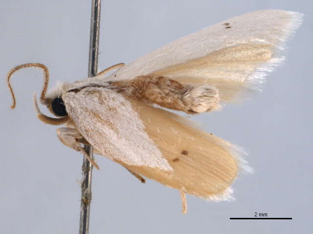 صورة <i>Antaeotricha albulella</i>