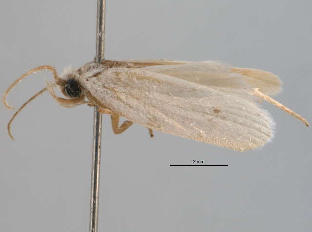 صورة <i>Antaeotricha albulella</i>