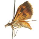 Image of Pyrausta subgenerosa Munroe 1976