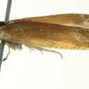 Image of <i>Eucosma salmicolorana</i>