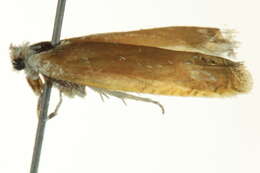 Image of <i>Eucosma salmicolorana</i>