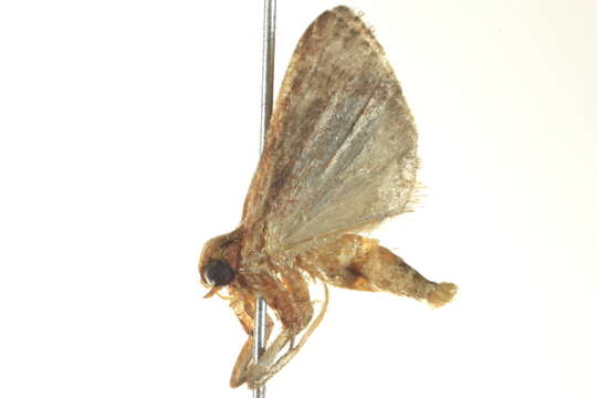 Image of Posturing Arta Moth