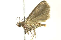 Image of Cypress Coneworm Moths