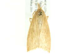 Image of Sugarcane borer moth