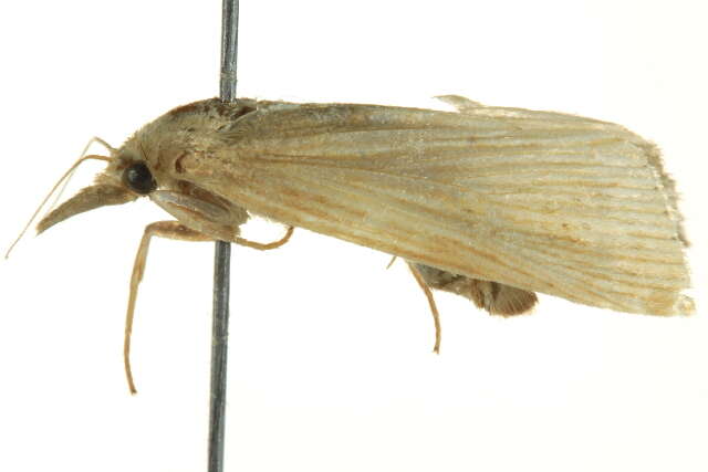 Image of Sugarcane borer moth