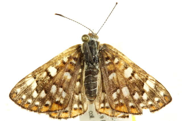 Image of Palmer's Metalmark