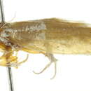 Image of <i>Eucosma castrensis</i>