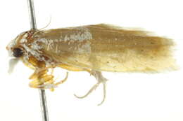 Image of <i>Eucosma castrensis</i>