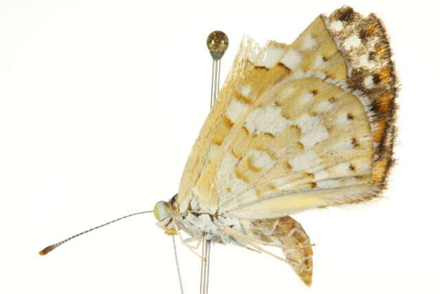 Image of Palmer's Metalmark