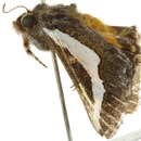 Image of <i>Euscirrhopterus cosyra</i>