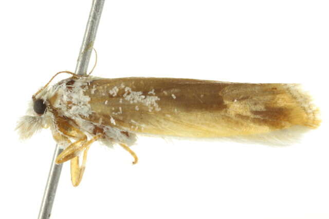 Image of <i>Eucosma castrensis</i>