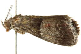 Image of Pine Webworm