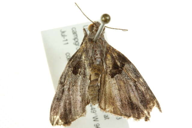 Image of Pine Webworm