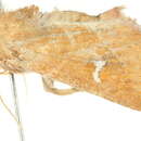 Image of Amphipoea lunata Smith 1891
