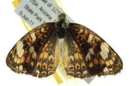 Image of Palmer's Metalmark