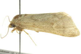 Image of Narthecophora