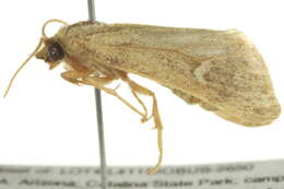 Image of Narthecophora