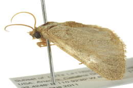 Image of Narthecophora