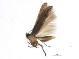 Plancia ëd Momphidae