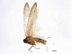 Image of <i>Anoncia sphacelina</i> (Keifer 1935)